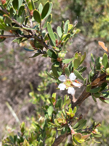 Leptospermum trinervium, 2026-10-23