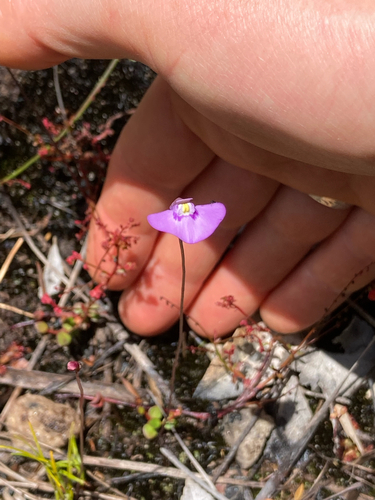 Utricularia dichotoma, 2026-10-23