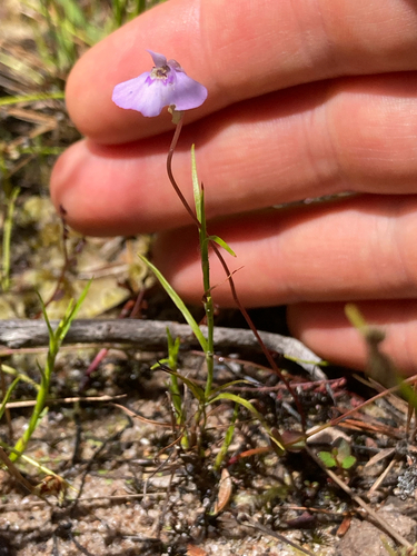 Utricularia dichotoma, 2026-10-23