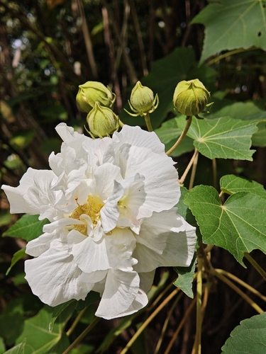 Hibiscus mutabilis observed 2026-10-23