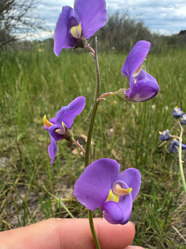 Swainsona procumbens observed 2026-10-23