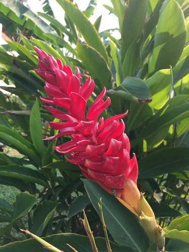 Jengibre rojo (Alpinia purpurata)