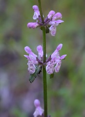 Stachys rigida