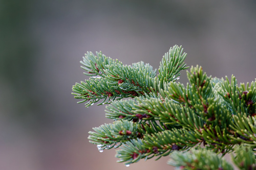 Abies lasiocarpa observed 2026-10-22