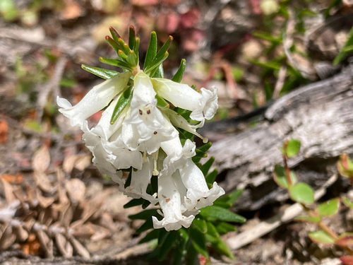 Epacris obtusifolia observed 2026-10-23