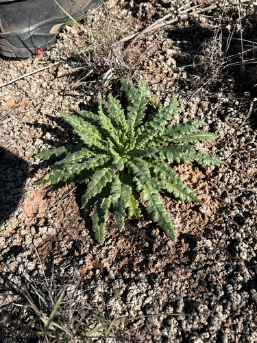 gypsum phacelia