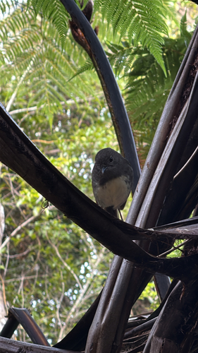 Petroica australis observed 2026-10-23