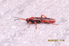 Spilichneumon