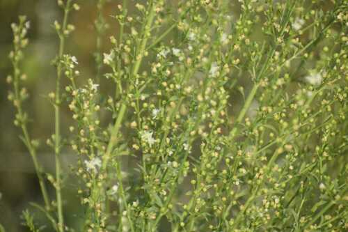 Scoparia dulcis observed 2026-10-22
