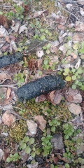 Ursus arctos horribilis
