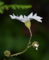 Lithophragma affine
