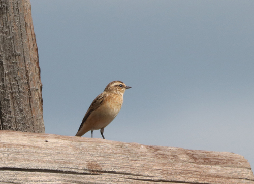 iNaturalist image