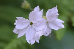 Lithophragma affine