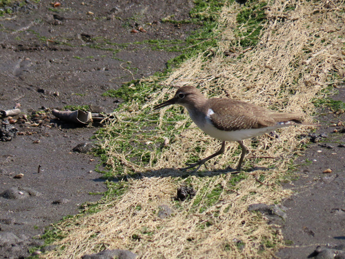 iNaturalist image