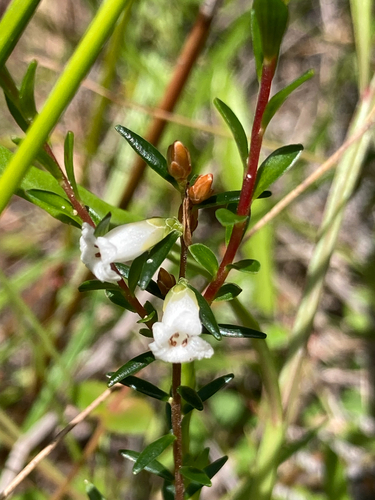 Epacris obtusifolia observed 2026-10-23