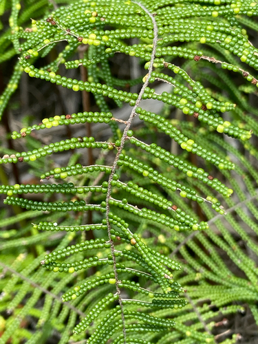 Gleichenia dicarpa observed 2026-10-23