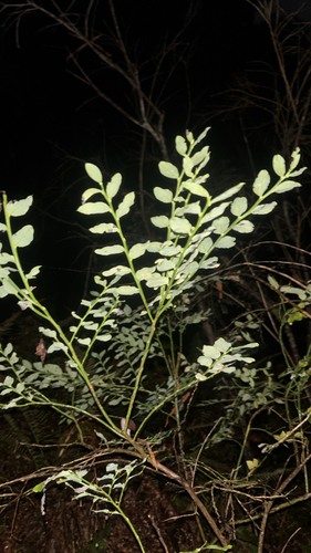 Vaccinium parvifolium, 2026-10-22