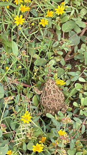 Great Plains Toad