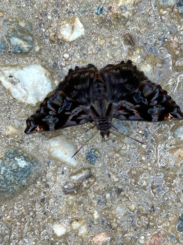 Red-studded Skipper