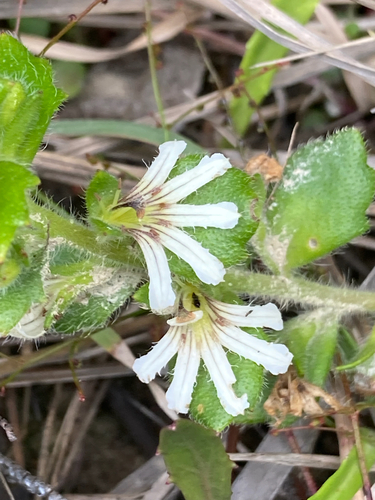 Scaevola hookeri observed 2026-10-23