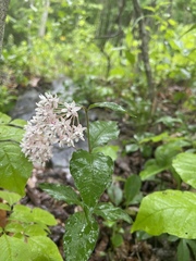 Asclepias quadrifolia