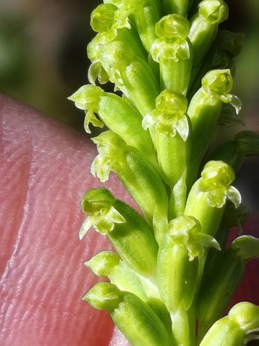 Microtis unifolia observed 2026-10-23