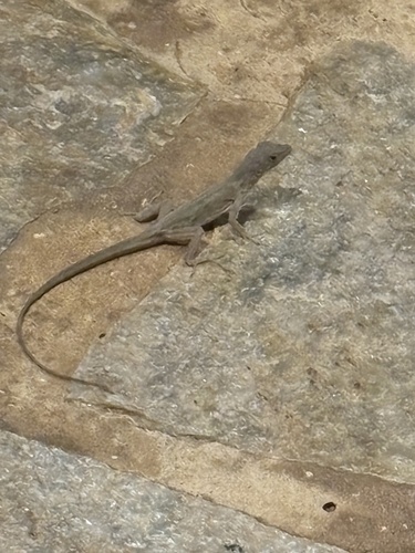 Anolis sagrei observed 2026-10-22