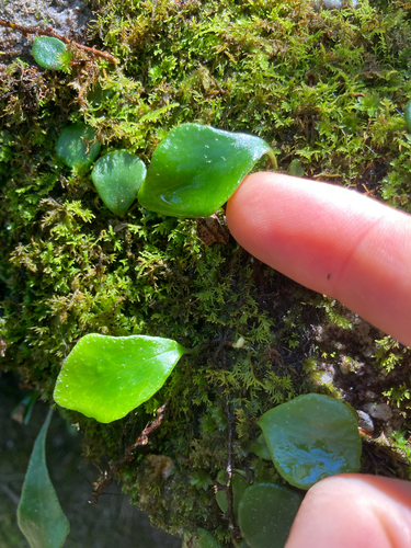Pyrrosia rupestris observed 2026-10-23