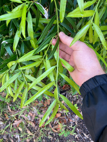 Podocarpus observed 2026-10-23