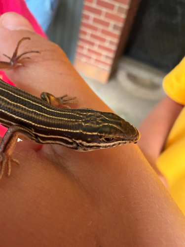 Ctenotus taeniolatus, 2026-10-23