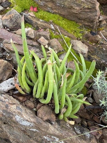 Blackburnia observed 2026-09-14