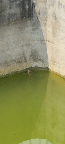 Hoplobatrachus tigerinus observed 2026-10-23