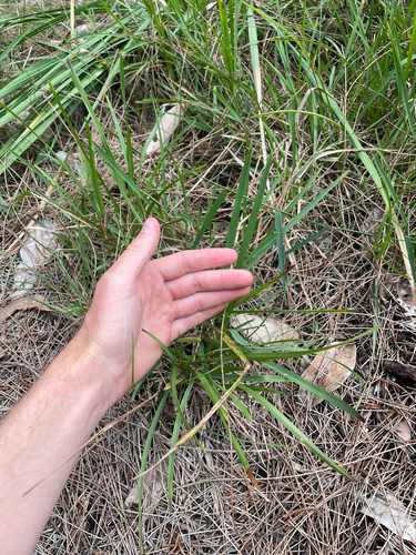 Stenotaphrum secundatum observed 2026-10-23