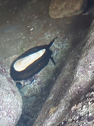 Scutus anatinus observed 2026-10-22