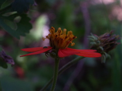 Bidens gardneri