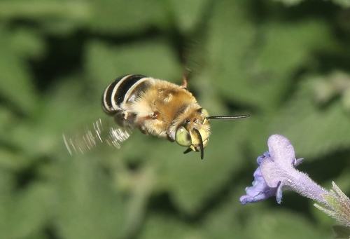 California Digger Bee