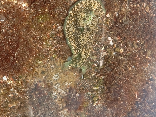 Dolabrifera dolabrifera observed 2026-10-16