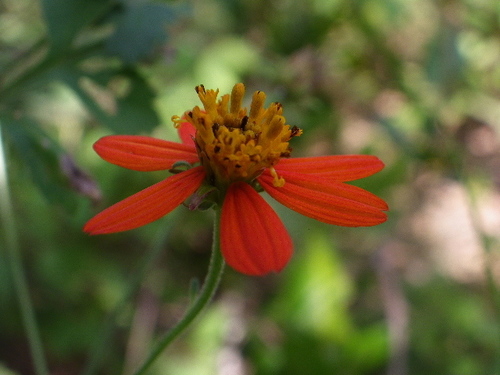 Image of Ridge Beggarticks (Bidens gardneri) by (c) Arturo Castro Castro, some rights reserved (CC BY)