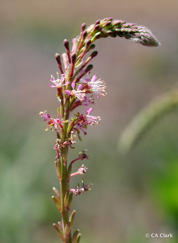 Velvetweed · Gaura de Terciopelo