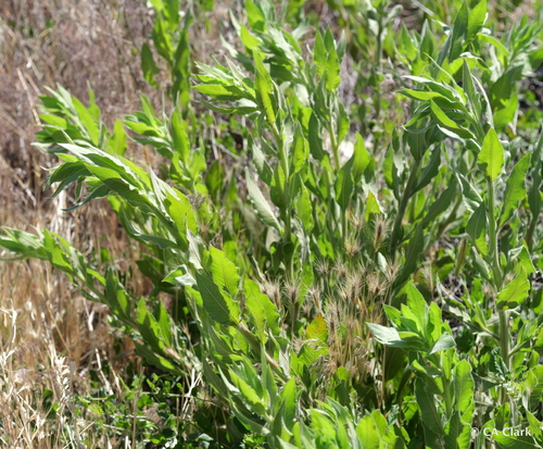 Velvetweed · Gaura de Terciopelo