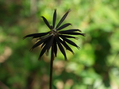 Bidens gardneri