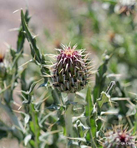 Martin’s thistle