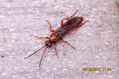 Spilichneumon