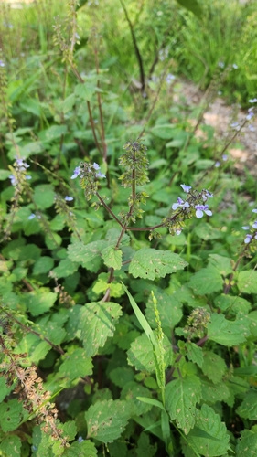 Coleus australis observed 2026-10-23