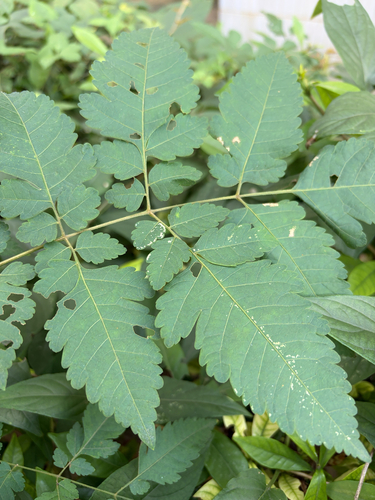 Koelreuteria bipinnata, 2026-10-23