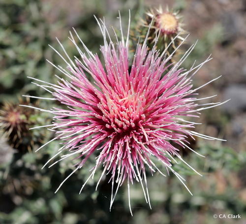Martin’s Thistle