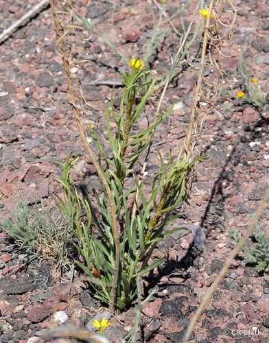 Horsetail Milkweed · Algodoncillo Cola de Caballo
