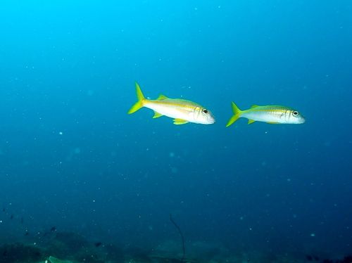 Mulloidichthys vanicolensis observed 2026-10-17