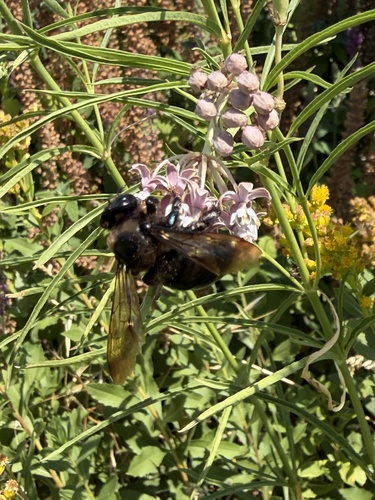 Western Carpenter Bee