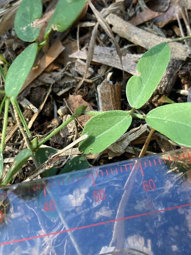 Glycine tabacina observed 2026-10-23
